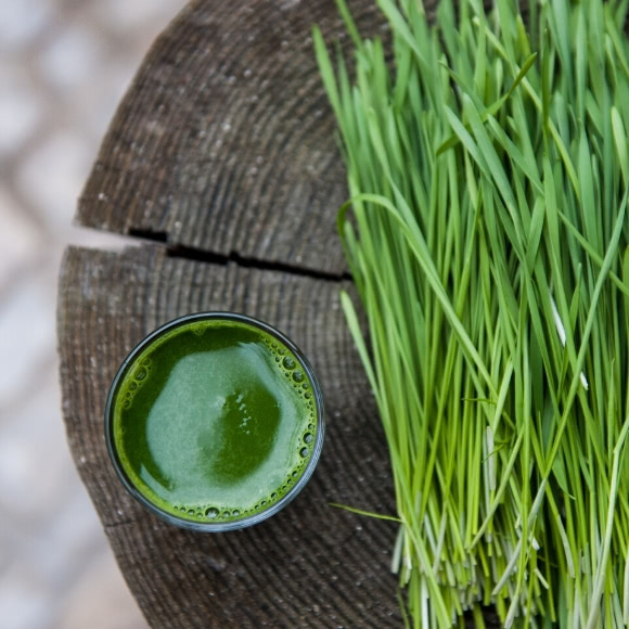 Weizengrassaft - 100 Prozent pur